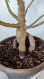 Planta Dobrada 3083 – 55cm – 04 anos - Imagem 7