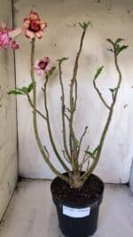 Planta Dobrada 3084 – 50cm – 04 anos - Imagem 2