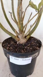 Planta Dobrada 3084 – 50cm – 04 anos - Imagem 8