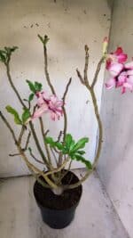 Planta Dobrada 3084 – 50cm – 04 anos - Imagem 5