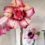 Planta Dobrada 3084 – 50cm – 04 anos