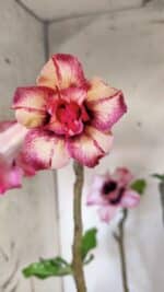 Planta Dobrada 3084 – 50cm – 04 anos