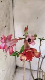 Planta Dobrada 3084 – 50cm – 04 anos - Imagem 4