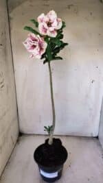 Planta Dobrada 3085 – 30cm – 03 anos - Imagem 2