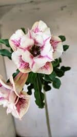 Planta Dobrada 3085 – 30cm – 03 anos - Imagem 4