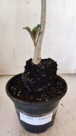 Planta Dobrada 3085 – 30cm – 03 anos - Imagem 7