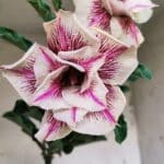 Planta Dobrada 3085 – 30cm – 03 anos