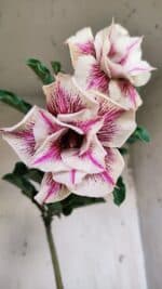 Planta Dobrada 3085 – 30cm – 03 anos