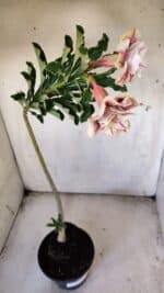 Planta Dobrada 3085 – 30cm – 03 anos - Imagem 6