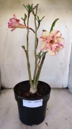 Planta Dobrada 3086 – 40cm – 03 anos - Imagem 2