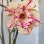 Planta Dobrada 3086 – 40cm – 03 anos