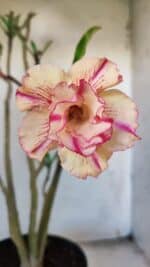 Planta Dobrada 3086 – 40cm – 03 anos