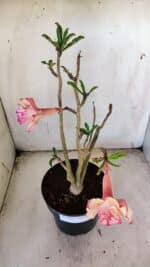Planta Dobrada 3086 – 40cm – 03 anos - Imagem 8