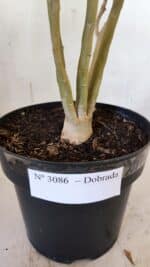 Planta Dobrada 3086 – 40cm – 03 anos - Imagem 7