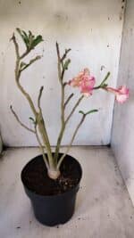 Planta Dobrada 3086 – 40cm – 03 anos - Imagem 5