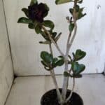 Planta Dobrada 3087 – 30cm – 02 anos