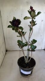 Planta Dobrada 3087 – 30cm – 02 anos