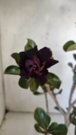 Planta Dobrada 3087 – 30cm – 02 anos - Imagem 3