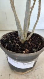 Planta Dobrada 3087 – 30cm – 02 anos - Imagem 7