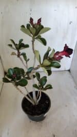 Planta Dobrada 3087 – 30cm – 02 anos - Imagem 6