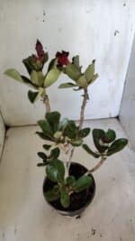 Planta Dobrada 3087 – 30cm – 02 anos - Imagem 5