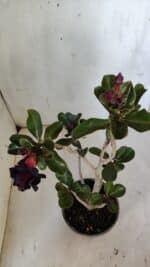 Planta Dobrada 3087 – 30cm – 02 anos - Imagem 4