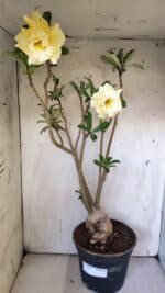 Planta Dobrada 3088 – 55cm – 04 anos - Imagem 2