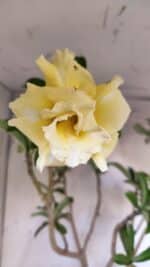 Planta Dobrada 3088 – 55cm – 04 anos