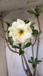 Planta Dobrada 3088 – 55cm – 04 anos - Imagem 4