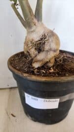 Planta Dobrada 3088 – 55cm – 04 anos - Imagem 9