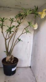 Planta Dobrada 3088 – 55cm – 04 anos - Imagem 8