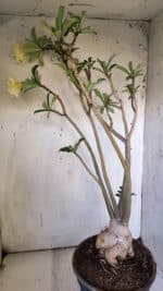 Planta Dobrada 3088 – 55cm – 04 anos - Imagem 7