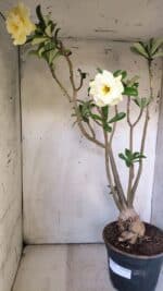 Planta Dobrada 3088 – 55cm – 04 anos - Imagem 6