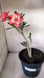 Planta Dobrada 3089 – 35cm – 03 anos - Imagem 2