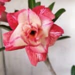 Planta Dobrada 3089 – 35cm – 03 anos