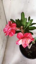 Planta Dobrada 3089 – 35cm – 03 anos - Imagem 4