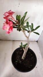 Planta Dobrada 3089 – 35cm – 03 anos - Imagem 5
