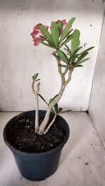 Planta Dobrada 3089 – 35cm – 03 anos - Imagem 6