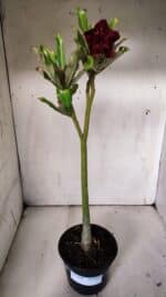 Planta Dobrada 3090 – 35cm – 02 anos - Imagem 7