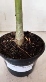 Planta Dobrada 3090 – 35cm – 02 anos - Imagem 6