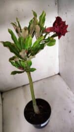 Planta Dobrada 3090 – 35cm – 02 anos - Imagem 2