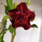 Planta Dobrada 3090 – 35cm – 02 anos