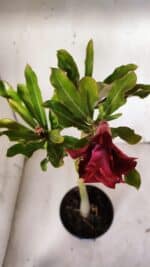 Planta Dobrada 3090 – 35cm – 02 anos - Imagem 4