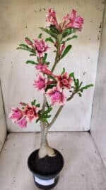 Planta Dobrada 3091 – 35cm – 03 anos - Imagem 2