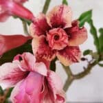 Planta Dobrada 3091 – 35cm – 03 anos