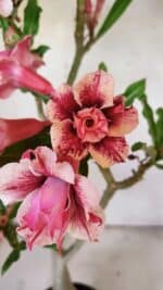 Planta Dobrada 3091 – 35cm – 03 anos