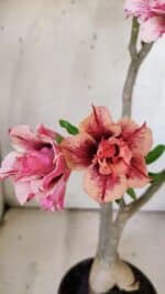 Planta Dobrada 3091 – 35cm – 03 anos - Imagem 4