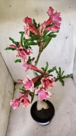 Planta Dobrada 3091 – 35cm – 03 anos - Imagem 5