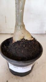 Planta Dobrada 3091 – 35cm – 03 anos - Imagem 6