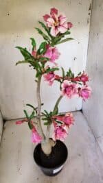 Planta Dobrada 3091 – 35cm – 03 anos - Imagem 8